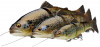 Leurre SAVAGE GEAR 4D trout line thru swimbait 15cm monté