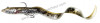 leurre-souple-monte-savage-gear-4d-real-eel-20cm-38g-olive-perch.jpg