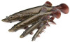 Leurre Souple Fox Rage Ultra Realistic Pike Replicant 15cm