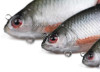 leurre-souple-fox-rage-ultra-realistic-roach-replicant-4.jpg